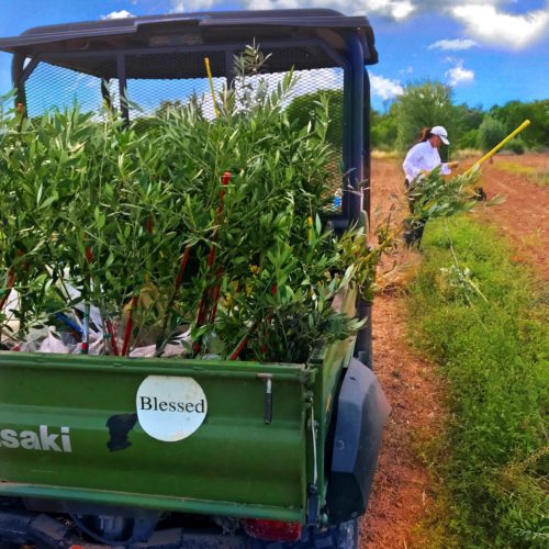 The Pride Is In the Soil