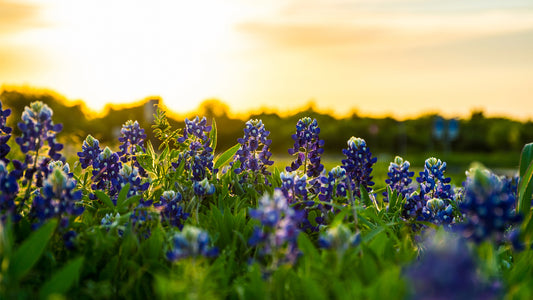 Native Wildflowers, Birds, and the Natural Order of Spring