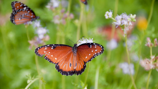 Migrating Monarch Butterflies—A True Sign of Spring in Texas
