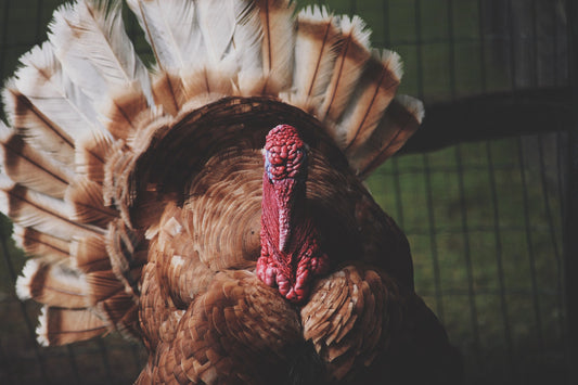 10 Thanksgiving Fun Facts to Gobble Up and Share with Family and Friends
